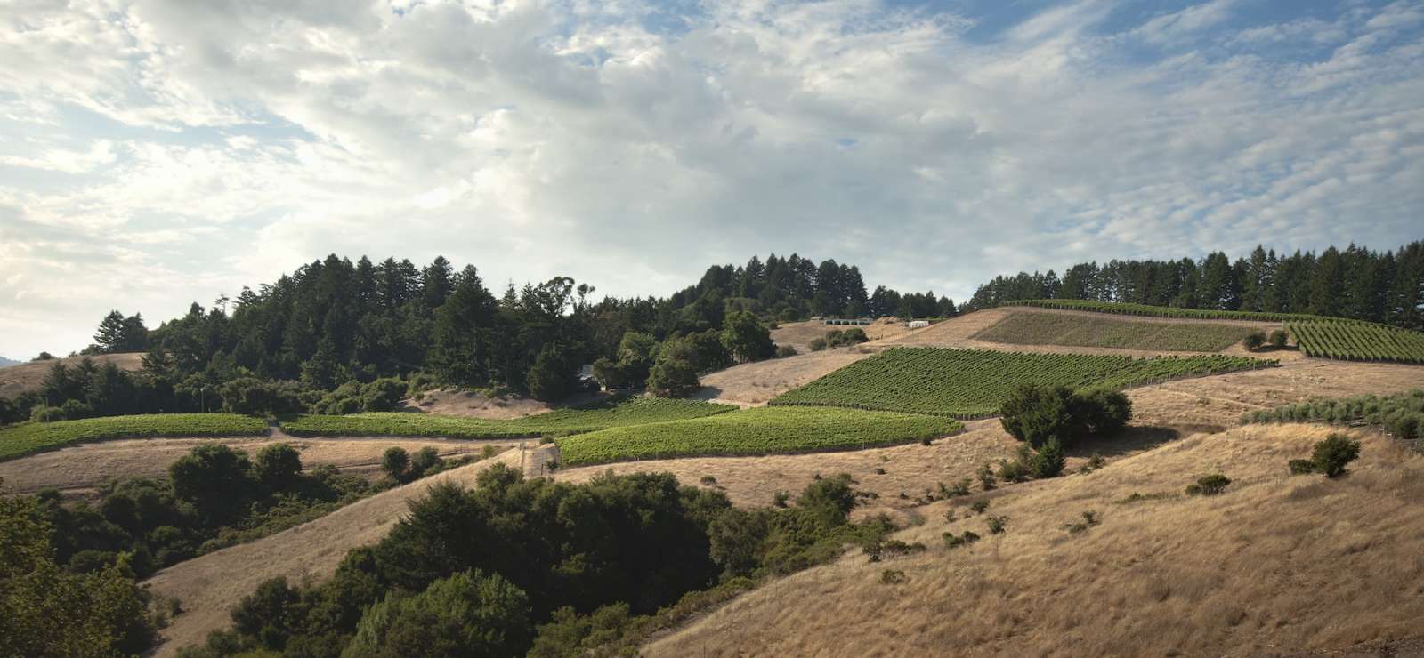 Horseshoe Vineyard Rhys