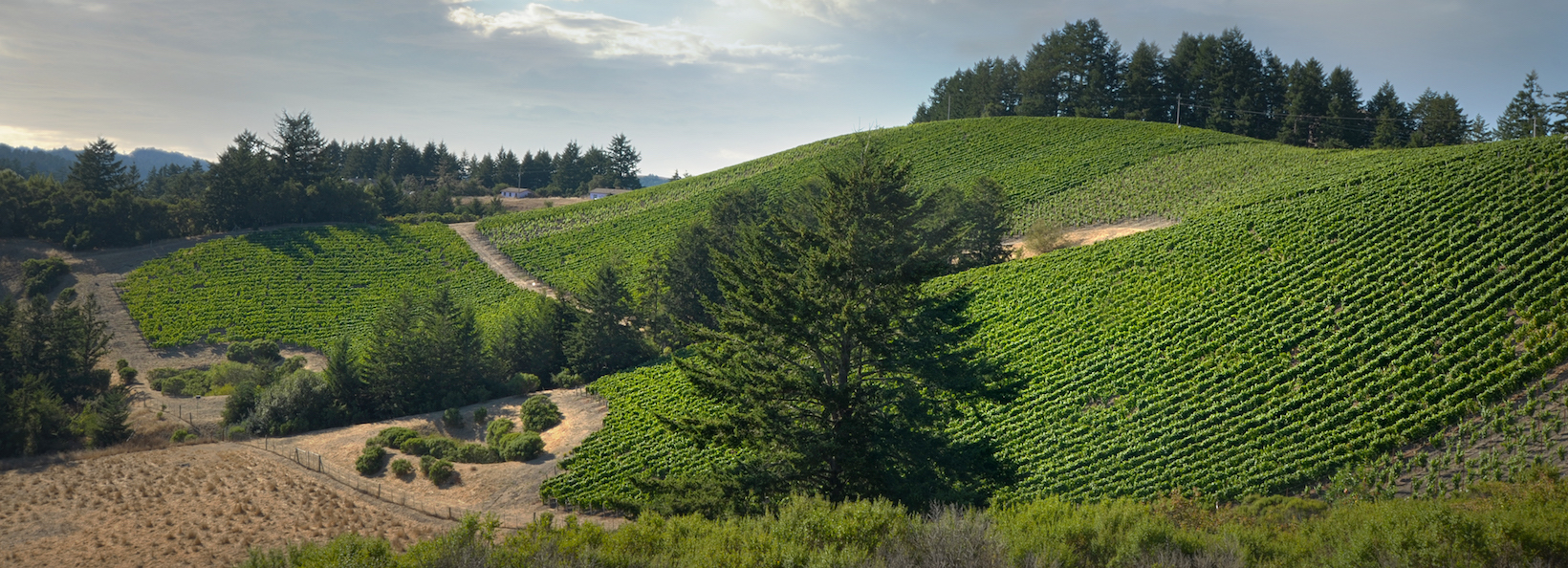 Alpine Vineyard Overview