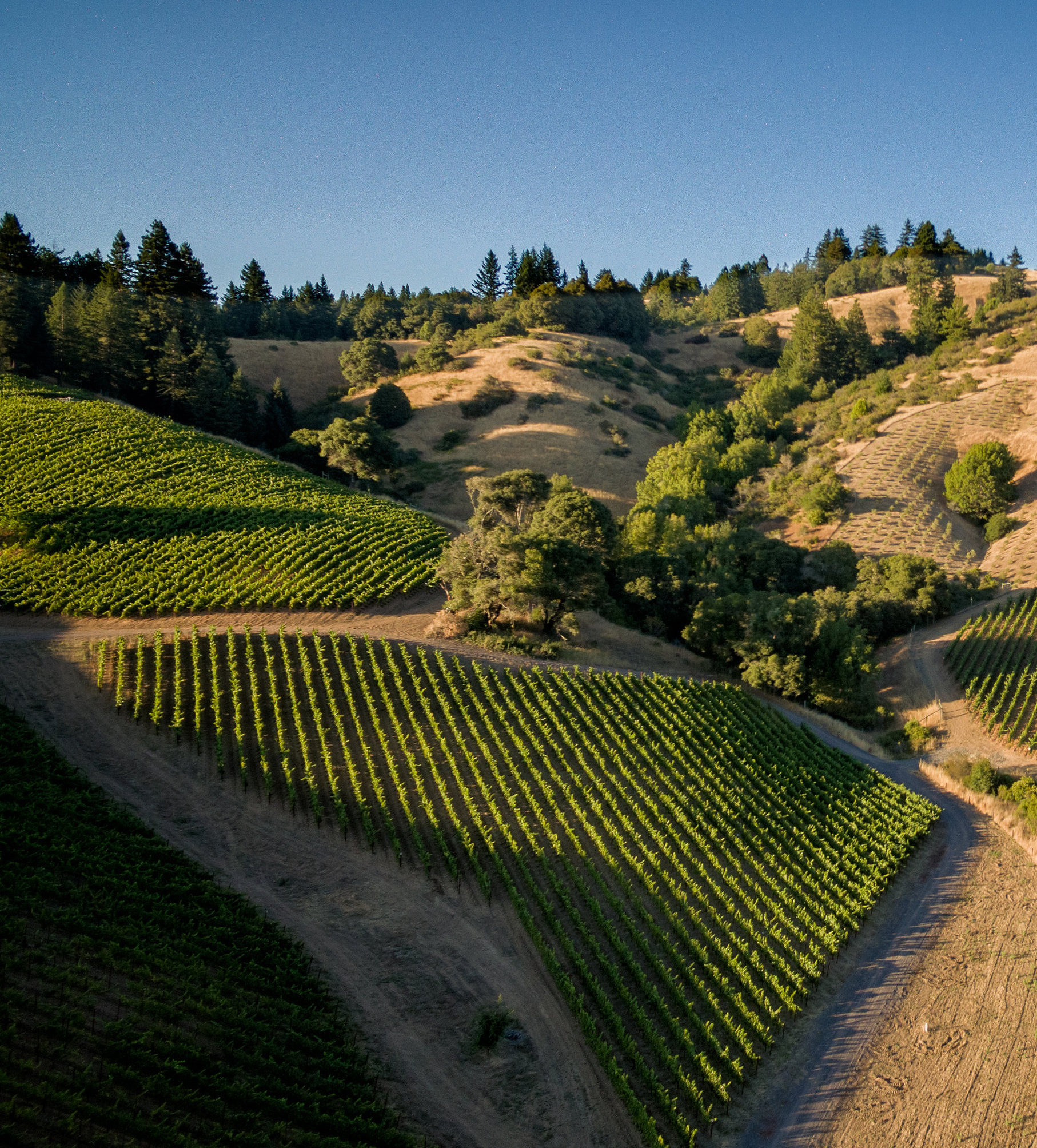 Blocks of Bearwallow Vineyard planted to sparkling Chardonnay clones.